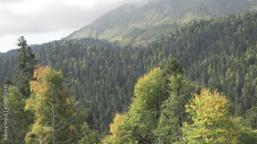close green yellow trees against mountain range on sunny day close green yellow trees against mountain range on sunny day