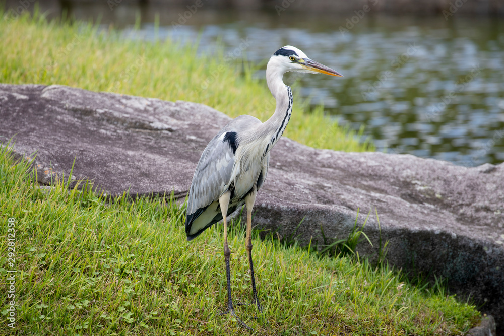 Fototapeta premium Egrets in the park
