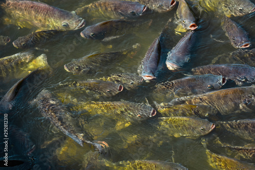 A group of tilapia beneath the water surface is waiting for food. Raising fish in earthen ponds, agricultural industry that generates income for farmers raising closed farms