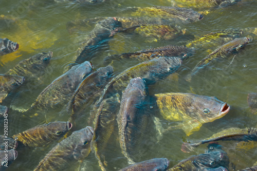 A group of tilapia beneath the water surface is waiting for food. Raising fish in earthen ponds, agricultural industry that generates income for farmers raising closed farms