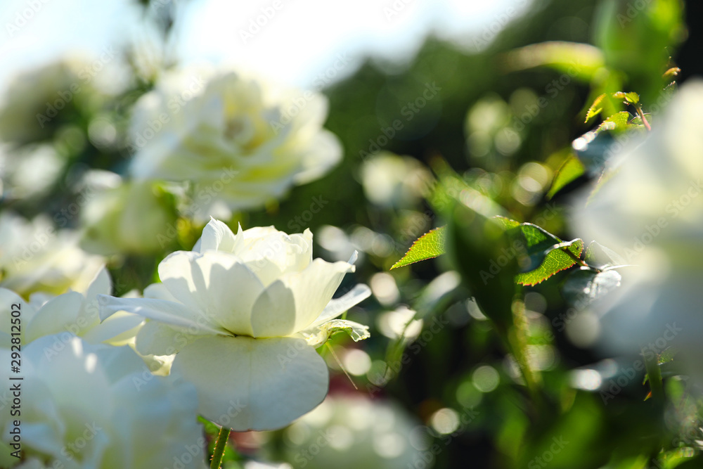 Green bush with beautiful roses in blooming garden on sunny day Green bush with beautiful roses in blooming garden on sunny day