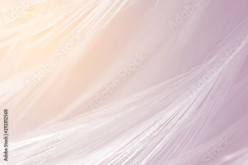 Beautiful violet - mauve mist colors tone feather texture background, trends color with orange light
