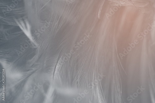 Beautiful black feather pattern texture background with Orange light