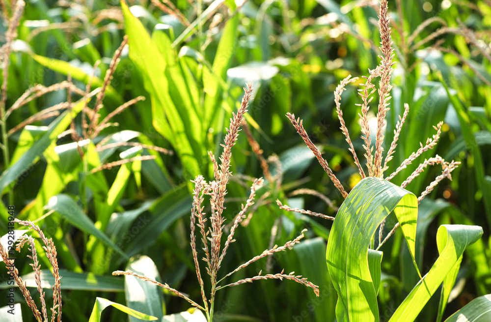 Obraz premium Beautiful view of corn field on sunny day
