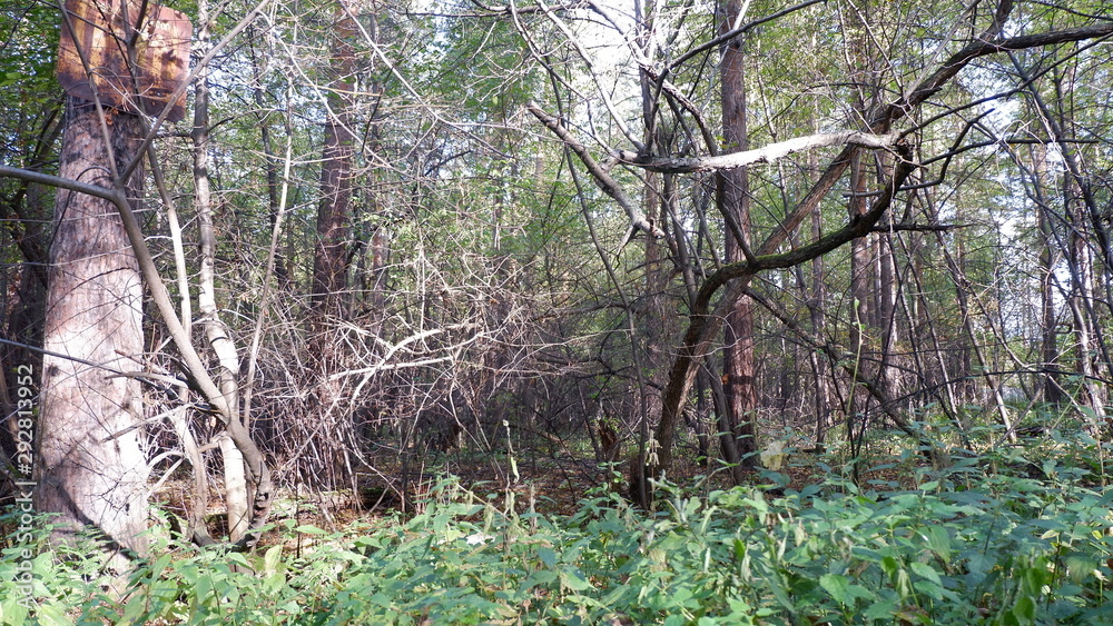Fototapeta premium tree in forest