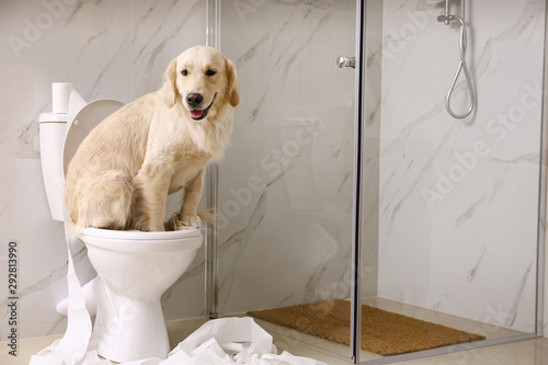 Cute Golden Labrador Retriever sitting on toilet bowl in bathroom. Space for text