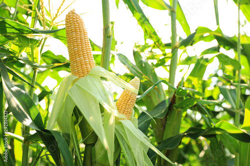 Fototapeta Naklejka Na Ścianę i Meble -  Ripe corn cobs in field on sunny day