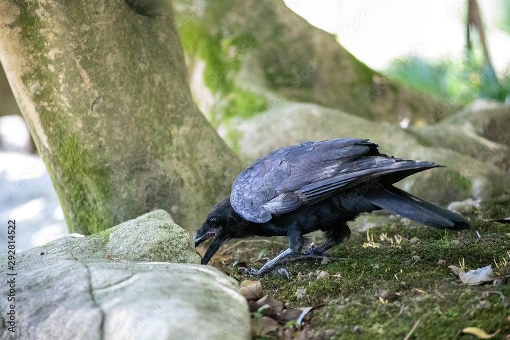 Fototapeta premium Crow in the park