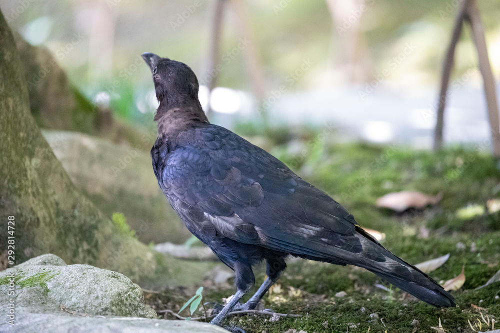 Fototapeta premium Crow in the park