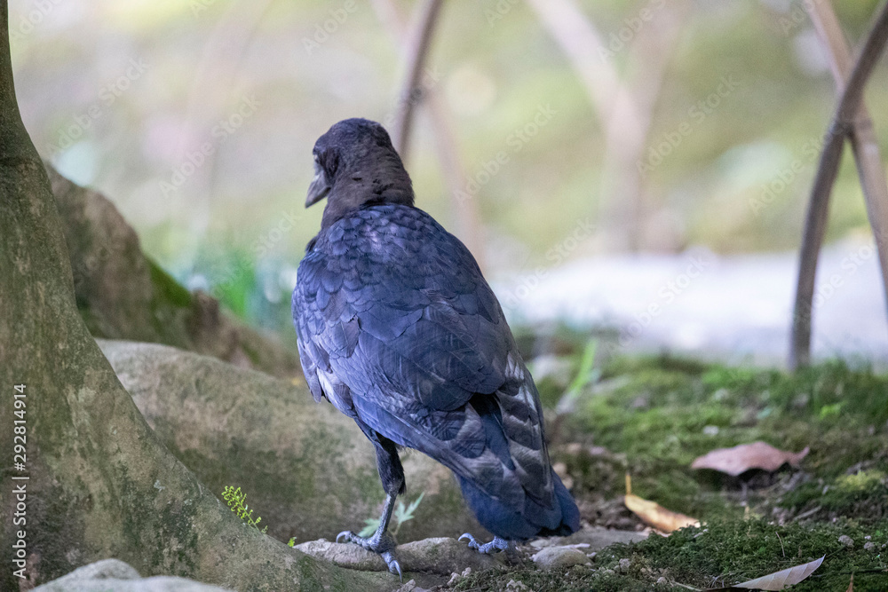 Fototapeta premium Crow in the park