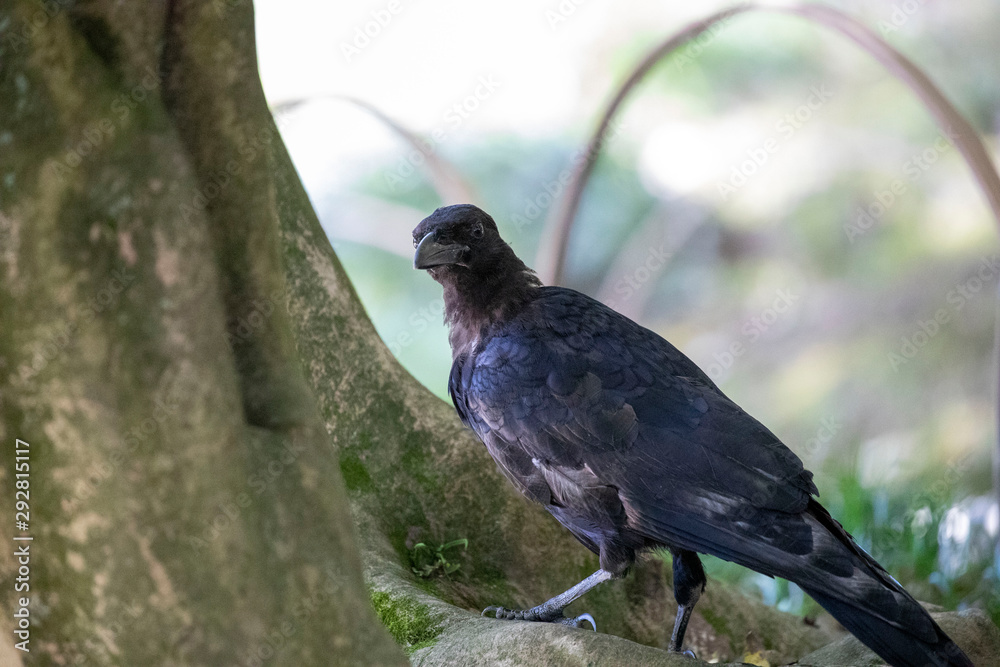 Obraz premium Crow in the park