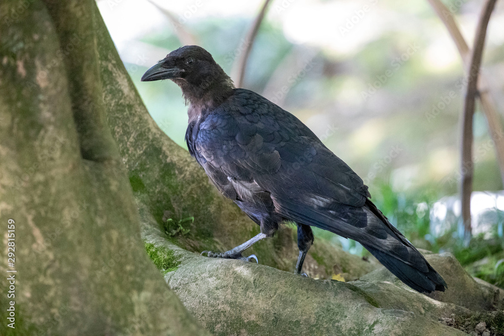 Fototapeta premium Crow in the park