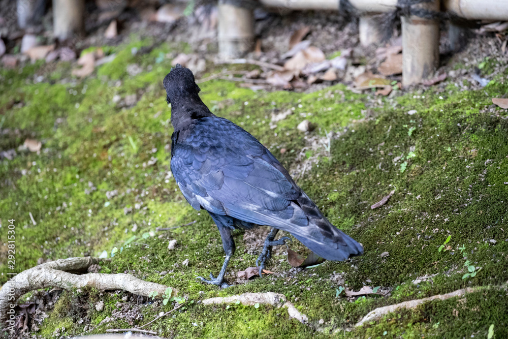 Fototapeta premium Crow in the park