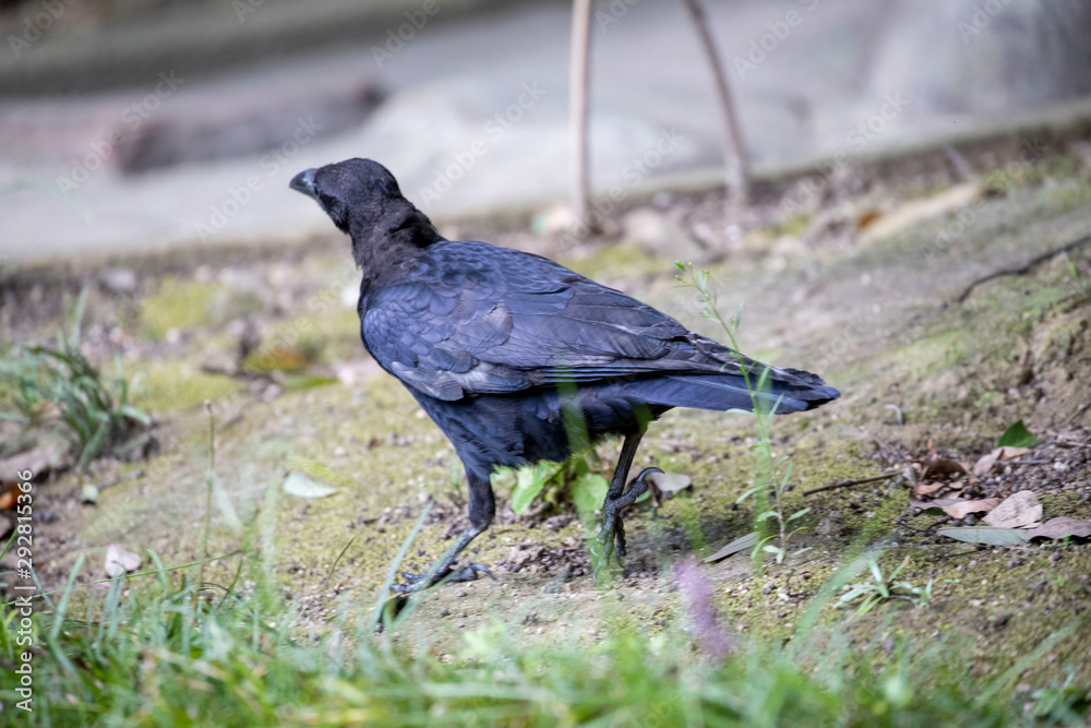 Fototapeta premium Crow in the park