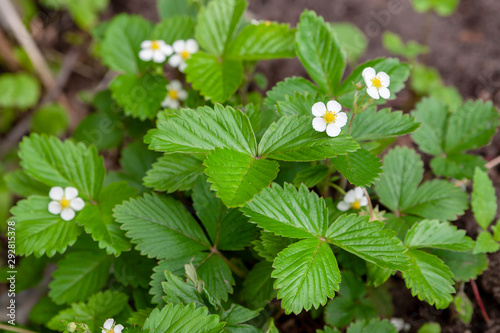 Musk strawberry. Flower - Latin name - Fragaria moschata, closeup. Blooming strawberries.