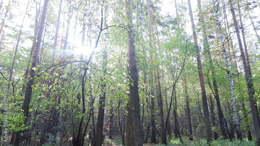 Fototapeta premium trees in the forest