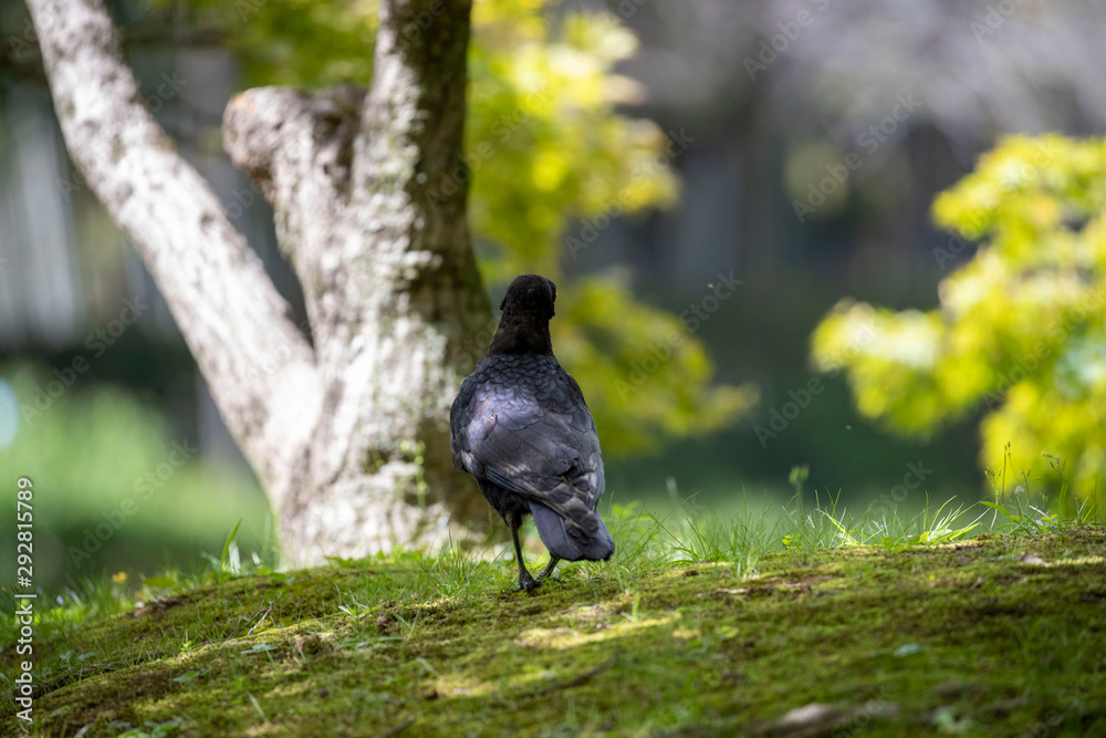 Fototapeta premium Crow in the park