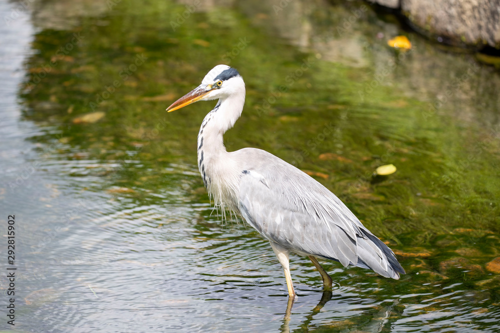 Fototapeta premium Egrets in the park