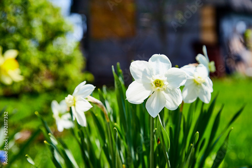 Flowers white daffodils on a bed near a paved path in a beautiful garden © keleny