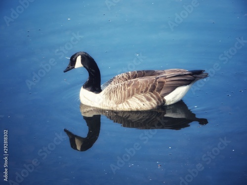 canadian goose in the water with reflection