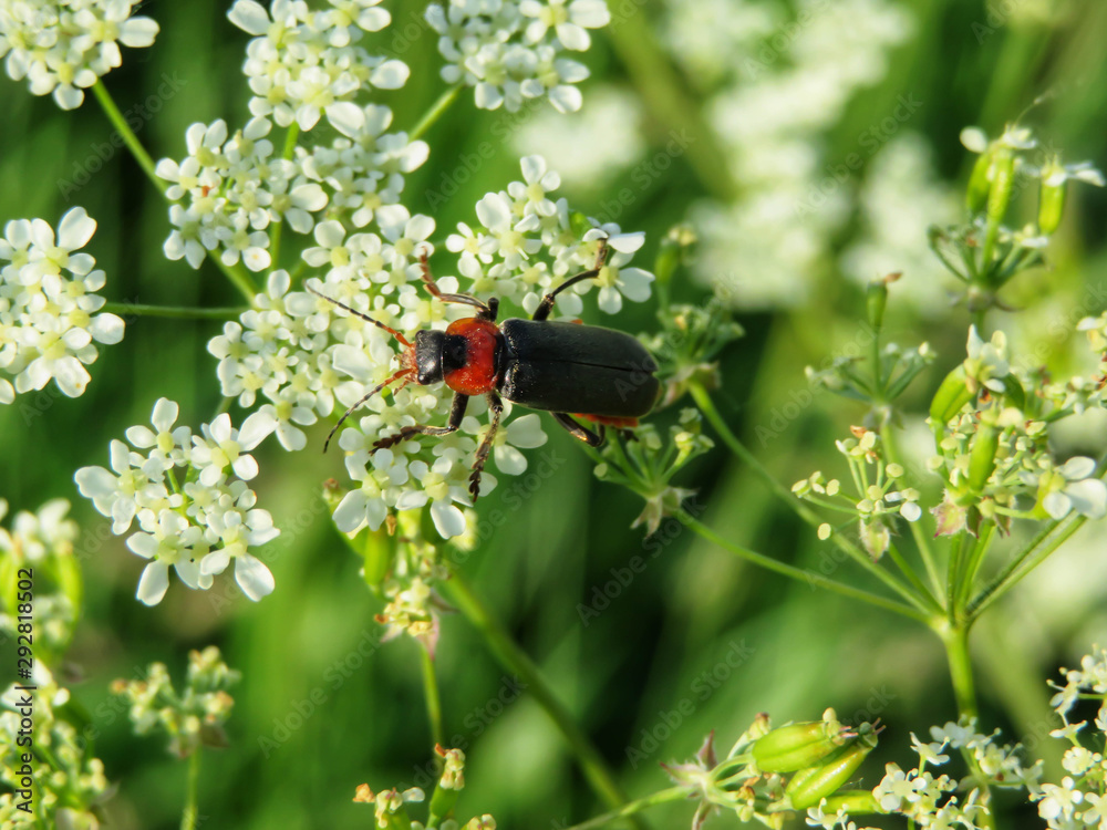 Fototapeta premium orange and black soldier beetle on a flower