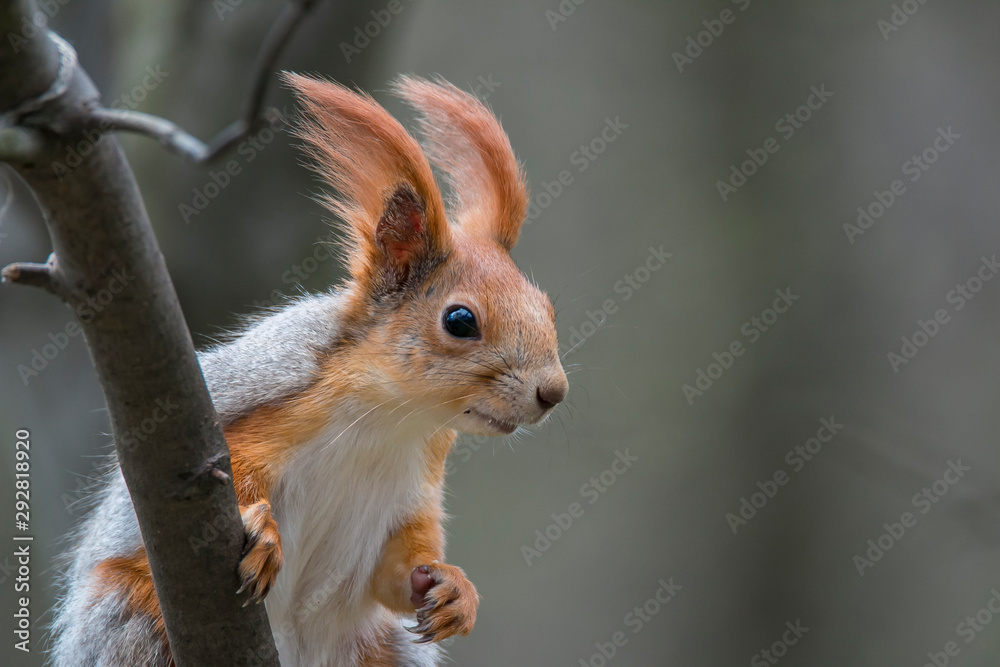 Obraz premium Spring