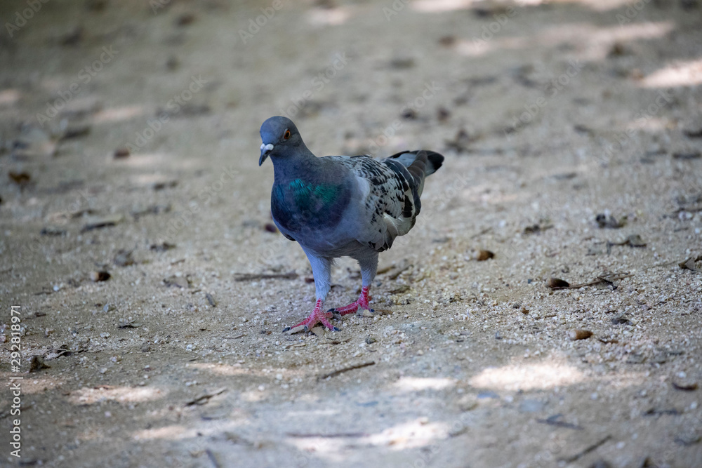 Obraz premium Pigeon in the park
