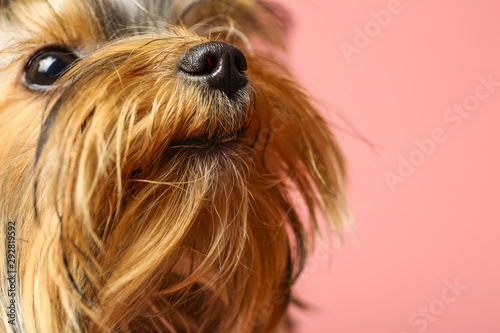 Adorable Yorkshire terrier on pink background, focus on nose. Cute dog