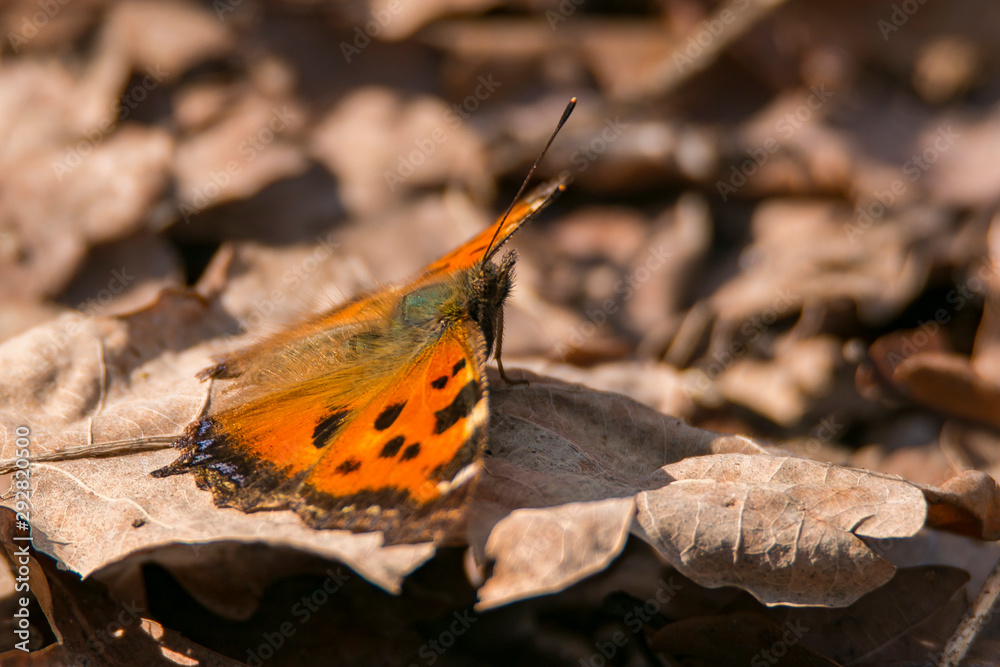 Obraz premium Spring