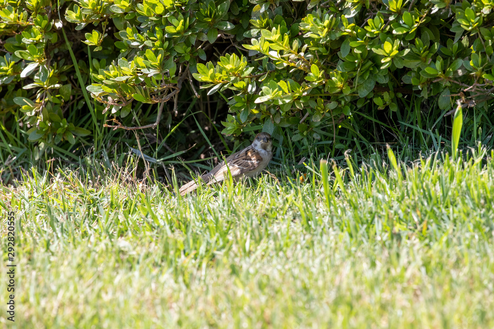 Obraz premium Sparrow in the park