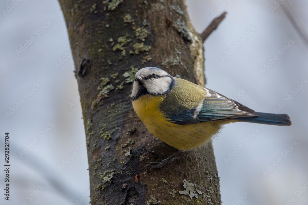 Fototapeta premium Spring