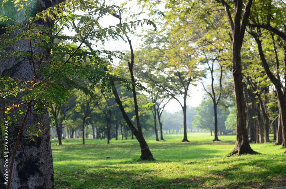 Wachirabenchatat Public Park Bangkok Thailand Wachirabenchatat Public Park Bangkok Thailand