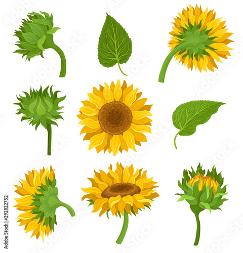 Botanical Set Of Elements Of Sunflowers Colored Vector Illustrarions