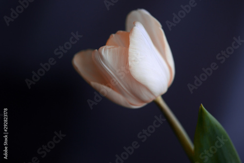 Fototapeta Naklejka Na Ścianę i Meble -  Beautiful soft pink tulip lit with daylight in cloudy weather