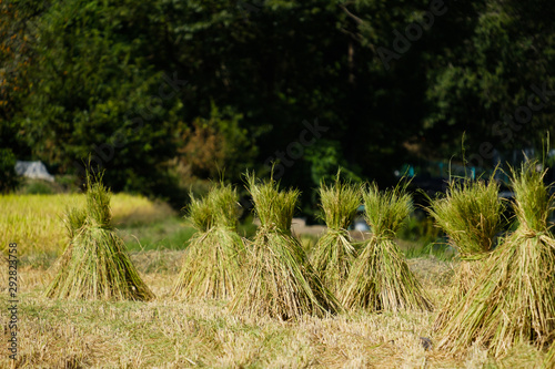 稲刈り後の田んぼ 稲作 お米 収穫 秋
