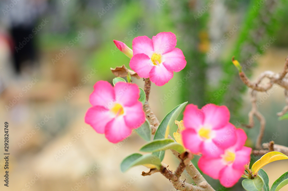 Obraz premium Wachirabenchatat Public Park Bangkok Thailand