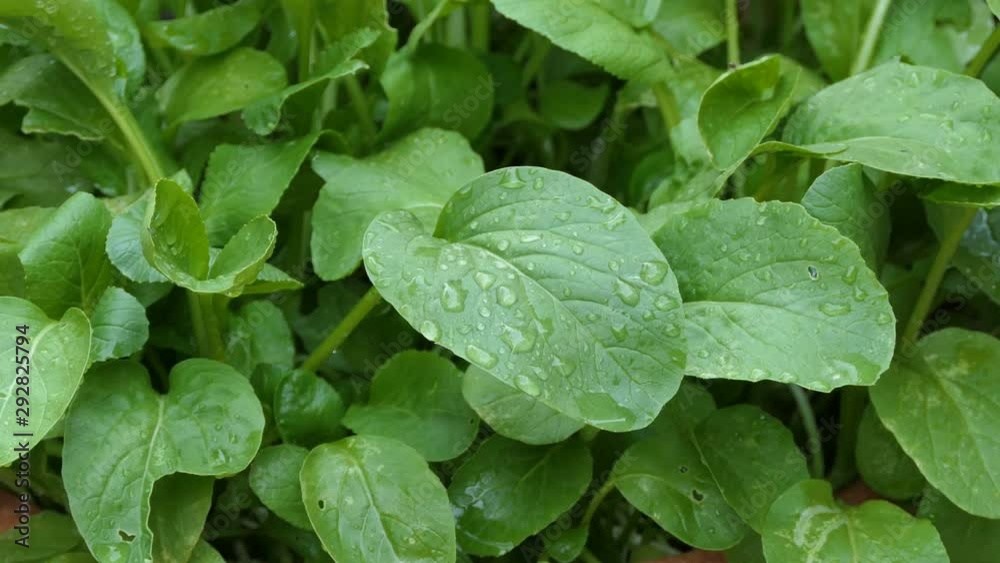 Chinese kale vegetable in garden Chinese kale vegetable in garden