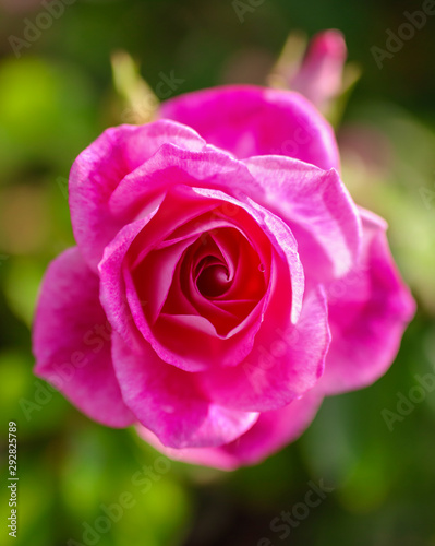 Beautiful pink rose grows in the park