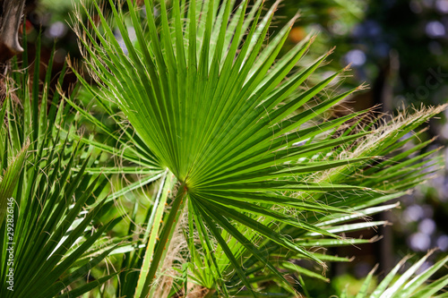 Green leaves on a palm tree in the tropics