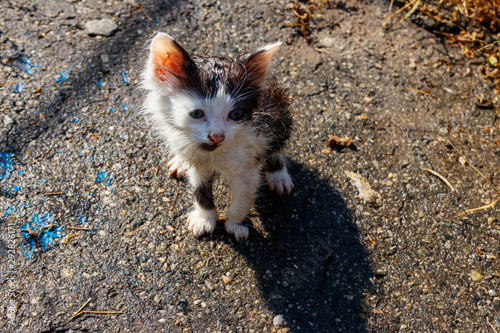 Wet stray sad kitten on a street after a rain. Concept of protecting homeless animals photo