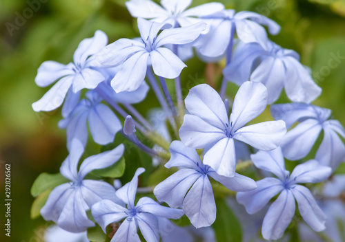 Beautiful blue flowers in nature