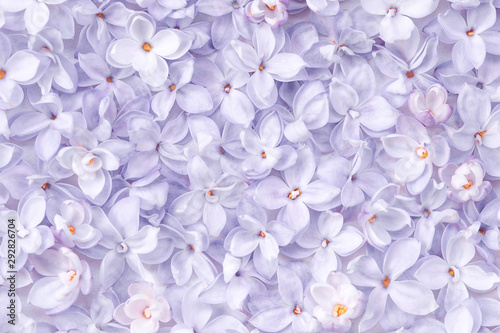 Obraz na plátně Realistic lilac flower bed backdrop