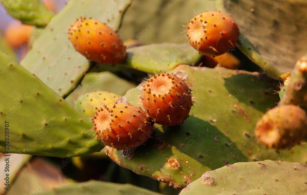 Fruits on a cactus in nature