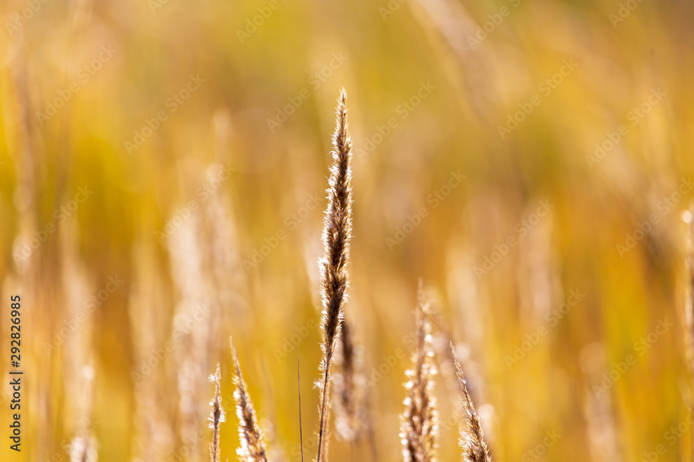 Fototapeta premium Ears of grass in the fall