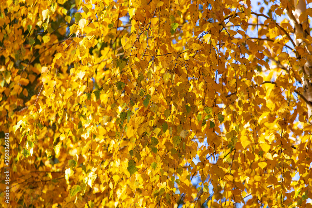 Yellow leaves on a tree in the fall Yellow leaves on a tree in the fall