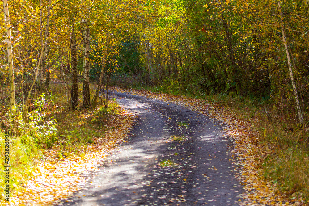 Dirt road in the forest in autumn