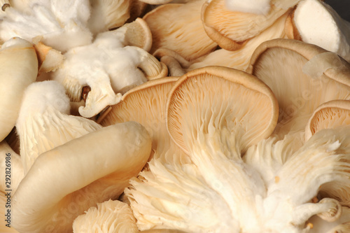Bunch of Mushrooms Close-Up Background
