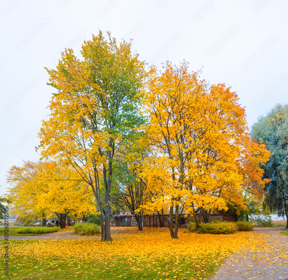 Naklejka premium Kolorowe liście w jesiennym parku. Jesienny krajobraz