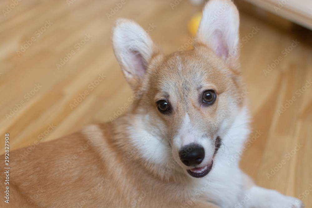 Portrait of a corgi welsh pebroke six-month old puppy dog smiling