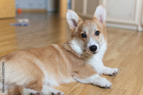 Portrait of a corgi welsh pebroke six-month old puppy dog 